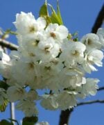 Prunus serrula