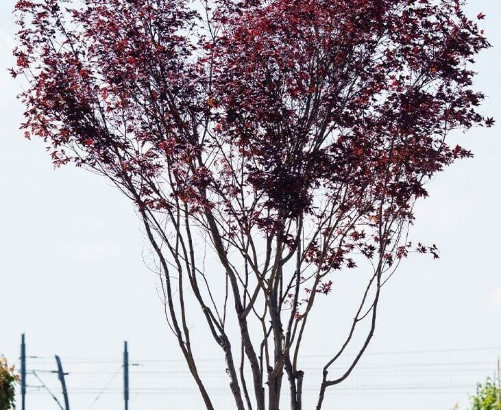 Acer palm. Bloodgood e1787750191527