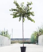 Abrikozenboom hoogstam 6 jaar 300 tot 350 cm