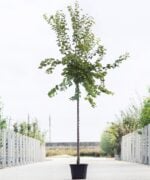 Abrikozenboom hoogstam 8 jaar 350 tot 400 cm