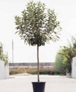Appelboom halfstam