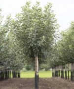 Algemeen Appelboom Halfstam 8jaar