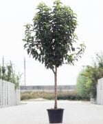 Appelboom halfstaam
