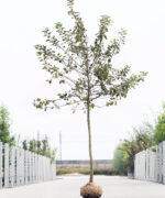 Malus domestica ‘Elstar’ | Hoogstam | 400 - 450 cm