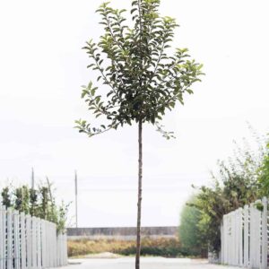 Hoogstam appelbomen