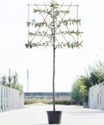 Appelboom Leivorm