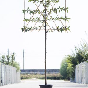 Lei appelbomen