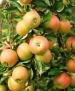 Jonagold appels