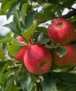 Elstar appelboom