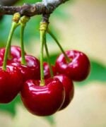 Prunus avium 'Hedelfinger'