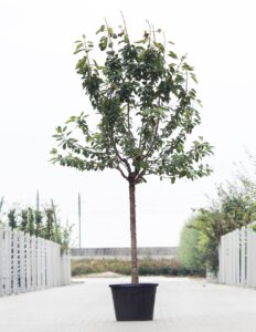 Kersenboom