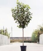 Kersenboom halfstam