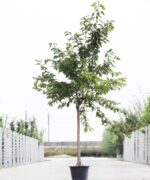 Kersenboom halfstam
