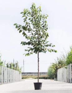 Kersenboom hoogstam