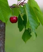 Prunus avium Burlat