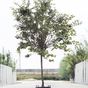 Halfstam fruitbomen