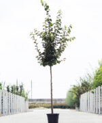 Pyrus communis 'Conference' | Hoogstam | 300 - 350 cm