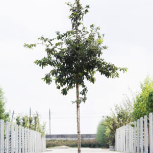 Hoogstam fruitbomen