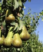 Prunus communis conference