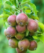 Prunus communis Gieser Wildeman