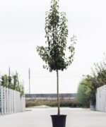 Perenboom Halfstam 6 jaar