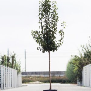 Halfstam perenbomen