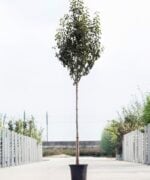 Algemeen-Perenboom-Hoogstam-8jaar