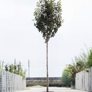 Hoogstam perenbomen