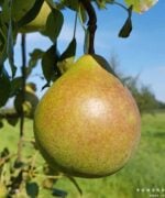 Pyrus communis Saint Remy