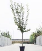 Algemeen-Pruimenboom-Halfstam-6jaar