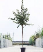 Algemeen-Pruimenboom-Hoogstam-6jaar-1