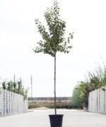 Algemeen-Pruimenboom-Hoogstam-6jaar-2