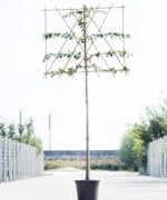 Algemeen-Pruimenboom-Hoogstam-Leivorm