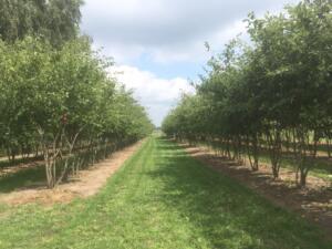 Amelanchier Lamarckii multistam 300350