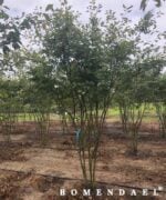 Amelanchier lamarkii krentenboom meerstammig