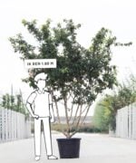 Mespilus Germanica | Meerstammig | 200 - 250 cm - Afbeelding 5