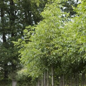 walnotenboom Juglans Regia