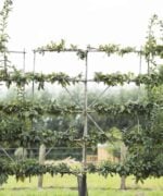 Fruitboom Mispel Mespilus Germanica Leivorm