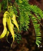 Gleditsia triacanthos skyline vrucht