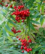Sorbus dodong