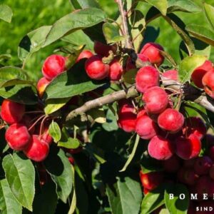 Malus 'Red Sentinel'