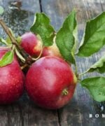 Ecolette appels