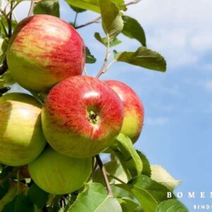 Zelfbestuivende fruitbomen