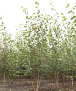Meerstammigen Himalayaberk Betula utilus Doorenbos 2