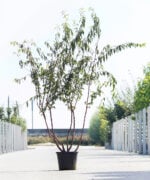 Meerstammigen-Japanse Sierkers-Prunus serrula-3