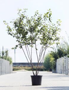 Meerstammigen-Krentenstruik-Amelanchier lamarkii