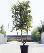 Meerstammigen-Lijsterbes-Sorbus Dodong