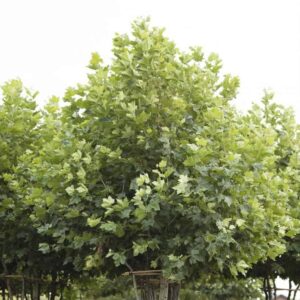 Meerstammigen-Plataan-Platanus acerifolia