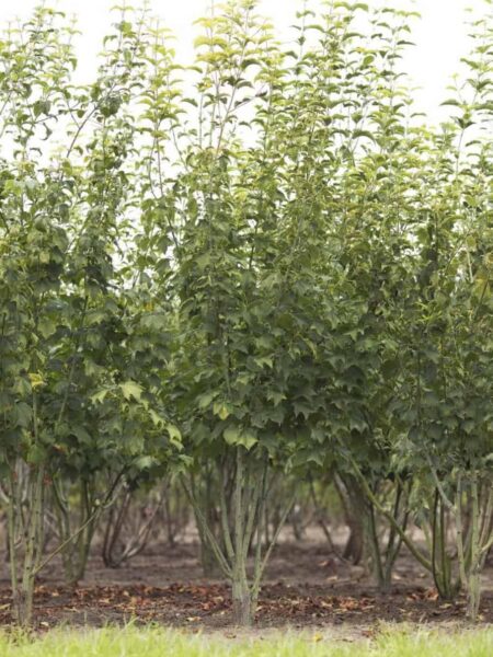 Meerstammigen-Slangenesdoorn-Acer Rufinerve