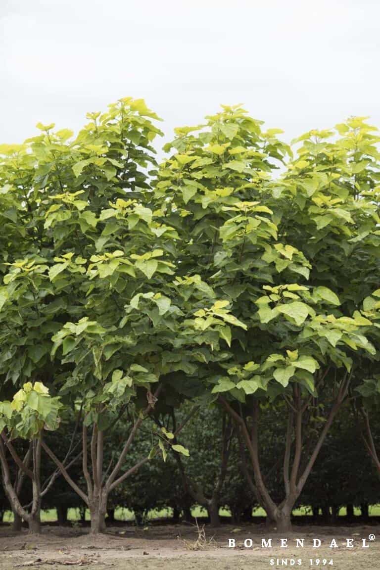 Meerstammigen-Trompetboom-Catalpa big. 'Aurea'